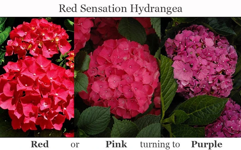 Red Sensation Hydrangea - 3 Gallon Pot 7 Red Sensation Hydrangea - 3 Gallon Pot - Image 7