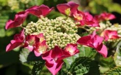 Teller Red Hydrangea - 1 Gallon Pot -Bloom Haven hydrangea macrophylla teller red 3