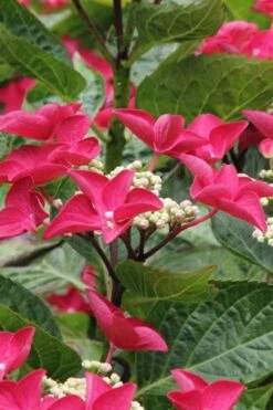 Teller Red Hydrangea - 1 Gallon Pot -Bloom Haven hydrangea macrophylla teller red 4