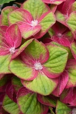 Tilt-A-Swirl Hydrangea - 3 Gallon Pot - SALE -Bloom Haven hydrangea macrophylla tilt a swirl 4 1