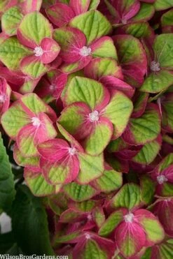 Tilt-A-Swirl Hydrangea - 3 Gallon Pot - SALE -Bloom Haven hydrangea macrophylla tilt a swirl 5 1