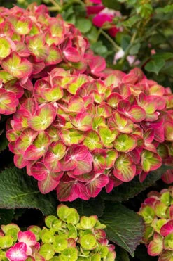 Tilt-A-Swirl Hydrangea - 3 Gallon Pot - SALE -Bloom Haven hydrangea macrophylla tilt a swirl 7 1