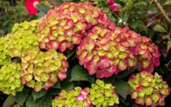 Tilt-A-Swirl Hydrangea - 3 Gallon Pot - SALE -Bloom Haven hydrangea macrophylla tilt a swirl 8 1