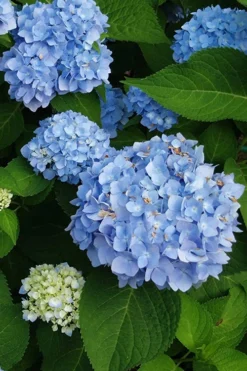 Mini Penny Hydrangea - 1 Gallon Pot 7 Mini Penny Hydrangea - 1 Gallon Pot -Bloom Haven hydrangea mini penny 500x750202 1