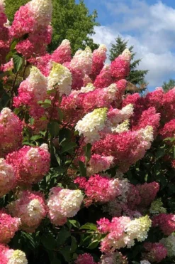Berry White Hydrangea - Single Trunk Tree Form - 3 Gallon Pot -Bloom Haven hydrangea paniculata berry white 2