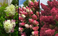 Berry White Hydrangea - Single Trunk Tree Form - 3 Gallon Pot -Bloom Haven hydrangea paniculata berry white 9