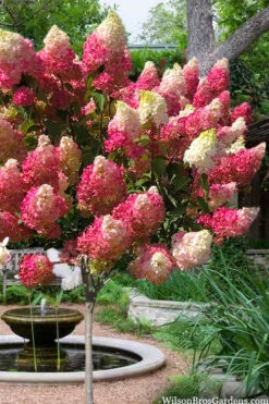 Berry White Hydrangea - Single Trunk Tree Form - 3 Gallon Pot