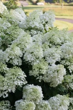 Bobo Hydrangea - 3 Gallon Pot 10 Bobo Hydrangea - 3 Gallon Pot -Bloom Haven hydrangea paniculata bobo 3