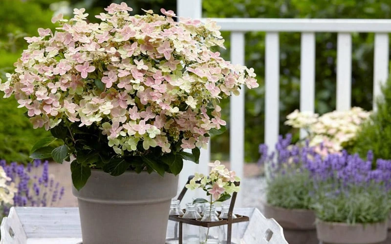 Early Evolution Hydrangea - 1 Gallon Pot 6 Early Evolution Hydrangea - 1 Gallon Pot - Image 6