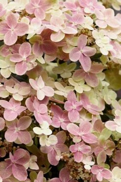 Early Evolution Hydrangea - 1 Gallon Pot 11 Early Evolution Hydrangea - 1 Gallon Pot -Bloom Haven hydrangea paniculata early evolution 3