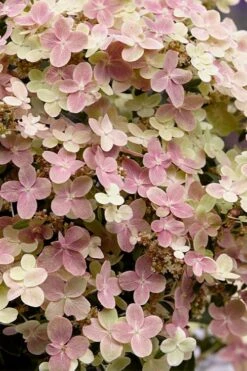 Early Evolution Hydrangea - 1 Gallon Pot 13 Early Evolution Hydrangea - 1 Gallon Pot -Bloom Haven hydrangea paniculata early evolution 4