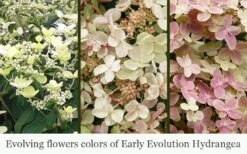 Early Evolution Hydrangea - 1 Gallon Pot 10 Early Evolution Hydrangea - 1 Gallon Pot -Bloom Haven hydrangea paniculata early evolution 5