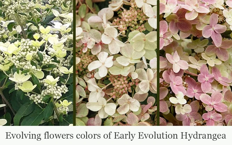 Early Evolution Hydrangea - 1 Gallon Pot 4 Early Evolution Hydrangea - 1 Gallon Pot - Image 4