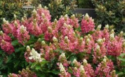 Flare Hydrangea - 3 Gallon Pot 17 Flare Hydrangea - 3 Gallon Pot -Bloom Haven hydrangea paniculata lava lamp flare 11
