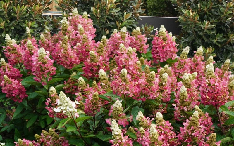 Flare Hydrangea - 3 Gallon Pot 9 Flare Hydrangea - 3 Gallon Pot - Image 9