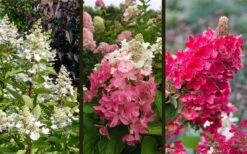 Flare Hydrangea - 3 Gallon Pot 12 Flare Hydrangea - 3 Gallon Pot -Bloom Haven hydrangea paniculata lava lamp flare 16