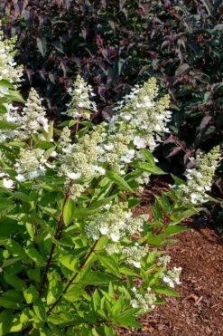 Flare Hydrangea - 3 Gallon Pot 13 Flare Hydrangea - 3 Gallon Pot -Bloom Haven hydrangea paniculata lava lamp flare 17