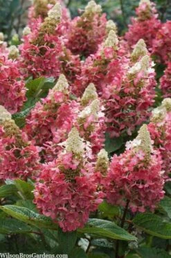 Flare Hydrangea - 3 Gallon Pot 14 Flare Hydrangea - 3 Gallon Pot -Bloom Haven hydrangea paniculata lava lamp flare 3
