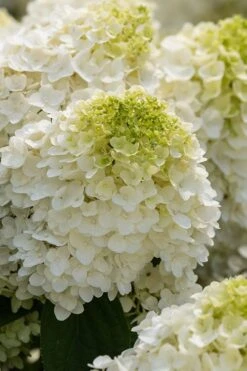 Little Hottie Hydrangea - 2.5 Gallon Pot -Bloom Haven hydrangea paniculata little hottie 1