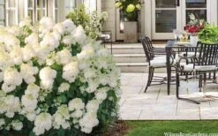 Little Hottie Hydrangea - 2.5 Gallon Pot -Bloom Haven hydrangea paniculata little hottie 5