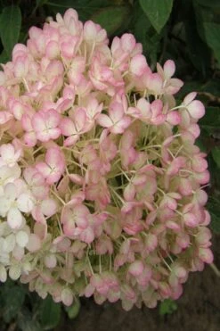 Little Hottie Hydrangea - 2.5 Gallon Pot -Bloom Haven hydrangea paniculata little hottie 9
