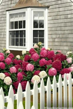 Little Lime Punch Hydrangea - 3 Gallon Pot -Bloom Haven hydrangea paniculata little lime punch 2
