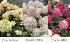 Little Lime Punch Hydrangea - 3 Gallon Pot -Bloom Haven hydrangea paniculata little lime punch 3