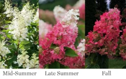 Pinky Winky Prime Hydrangea - 3 Gallon Pot -Bloom Haven hydrangea paniculata pinky winky prime 3