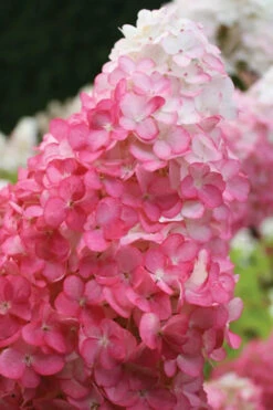 Vanilla Strawberry Hydrangea - 7 Gallon Pot -Bloom Haven hydrangea paniculata vanilla strawberry 20