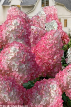 Vanilla Strawberry Hydrangea (Single Trunk Tree Form) - 7 Gallon Pot (5-7') -Bloom Haven hydrangea paniculata vanilla strawberry 21 2