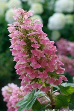 Gatsby Pink Oakleaf Hydrangea - 3 Gallon Pot -Bloom Haven hydrangea quercifolia gatsby pink 7