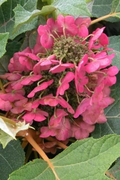 Munchkin Dwarf Oakleaf Hydrangea - 3 Gallon Pot -Bloom Haven hydrangea quercifolia munchkin dwarf oakleaf 20