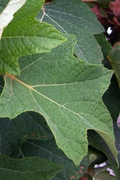 Munchkin Dwarf Oakleaf Hydrangea - 3 Gallon Pot -Bloom Haven hydrangea quercifolia munchkin dwarf oakleaf 21