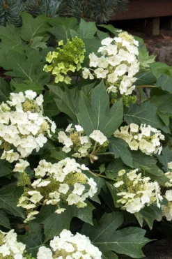 Munchkin Dwarf Oakleaf Hydrangea - 3 Gallon Pot -Bloom Haven hydrangea quercifolia munchkin dwarf oakleaf 22
