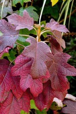 Munchkin Dwarf Oakleaf Hydrangea - 3 Gallon Pot -Bloom Haven hydrangea quercifolia munchkin dwarf oakleaf 23