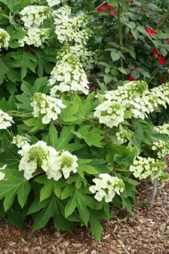 Pee Wee Dwarf Oakleaf Hydrangea - 2 Gallon Pot -Bloom Haven hydrangea quercifolia pee wee oakleaf 1 1