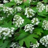 Pee Wee Dwarf Oakleaf Hydrangea - 2 Gallon Pot