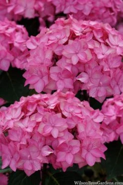 Let's Dance 'Can Do' Hydrangea - 2 Gallon Pot 15 Let's Dance 'Can Do' Hydrangea - 2 Gallon Pot -Bloom Haven hydrangea serrata lets dance can do 2 1