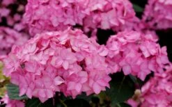 Let's Dance 'Can Do' Hydrangea - 2 Gallon Pot 13 Let's Dance 'Can Do' Hydrangea - 2 Gallon Pot -Bloom Haven hydrangea serrata lets dance can do 3 1