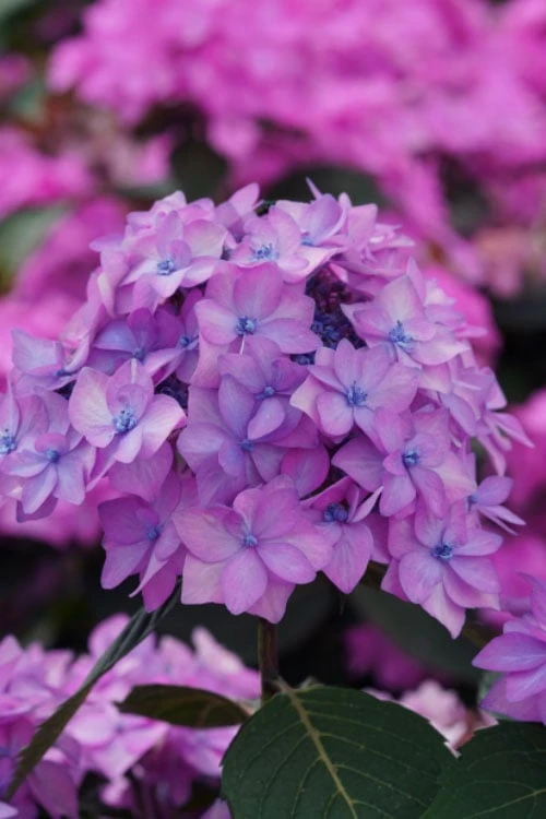 Let's Dance 'Can Do' Hydrangea - 2 Gallon Pot 1 Let's Dance 'Can Do' Hydrangea - 2 Gallon Pot