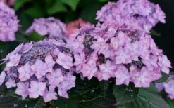 Let's Dance 'Can Do' Hydrangea - 2 Gallon Pot 14 Let's Dance 'Can Do' Hydrangea - 2 Gallon Pot -Bloom Haven hydrangea serrata lets dance can do 7 1