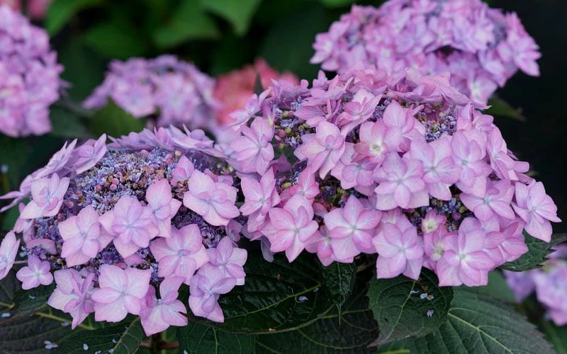 Let's Dance 'Can Do' Hydrangea - 2 Gallon Pot 7 Let's Dance 'Can Do' Hydrangea - 2 Gallon Pot - Image 7