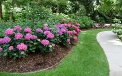 Let's Dance 'Can Do' Hydrangea - 2 Gallon Pot 11 Let's Dance 'Can Do' Hydrangea - 2 Gallon Pot -Bloom Haven hydrangea serrata lets dance can do 8 1