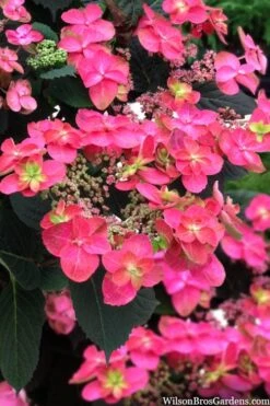 Tuff Stuff Red Mountain Hydrangea - 3 Gallon Pot -Bloom Haven hydrangea serrata tuff stuff red mountain 2