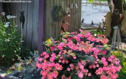 Tuff Stuff Red Mountain Hydrangea - 3 Gallon Pot -Bloom Haven hydrangea serrata tuff stuff red mountain 4