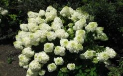 Silver Dollar Hydrangea - 1 Gallon Pot 9 Silver Dollar Hydrangea - 1 Gallon Pot -Bloom Haven hydrangea silver dollar 2 1