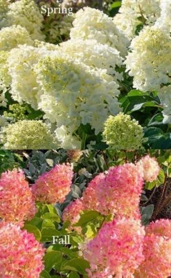 Silver Dollar Hydrangea - 1 Gallon Pot 8 Silver Dollar Hydrangea - 1 Gallon Pot -Bloom Haven hydrangea silver dollar 4 1
