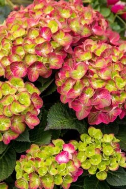 Tilt-A-Swirl Hydrangea - 3 Gallon Pot - SALE -Bloom Haven hydrangea tilt a whirl 500x750 2