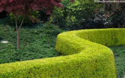 Thunderbolt Golden Box Honeysuckle - 3 Gallon Pot -Bloom Haven lonicera nitida thunderbolt box honeysuckle 4