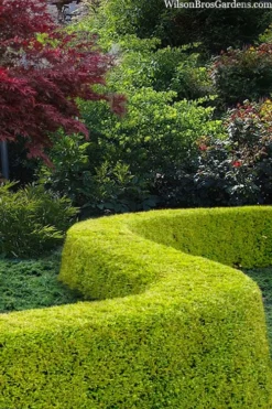 Thunderbolt Golden Box Honeysuckle - 3 Gallon Pot -Bloom Haven lonicera nitida thunderbolt box honeysuckle 5